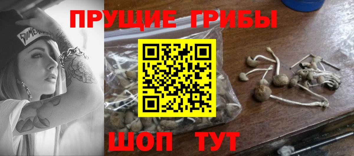 Галлюциногенные грибы Cubensis Балашиха
